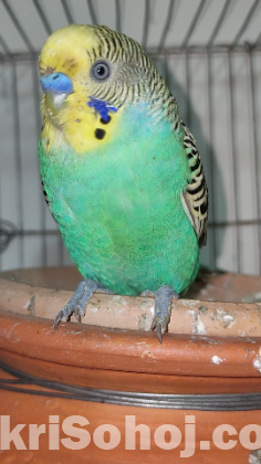 Budgerigar Bird / Bazigar